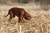 SETTER IRLANDAIS 501